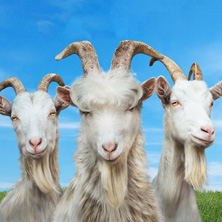 Goat Simulator 3